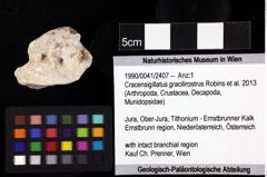 Foto (Objket + Etiketten) von Cracensigillatus gracilirostrus (Robins et al., 2013) 